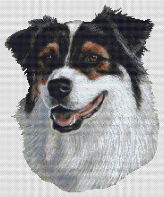 (image for) Australian Shepherd - Tri-color II